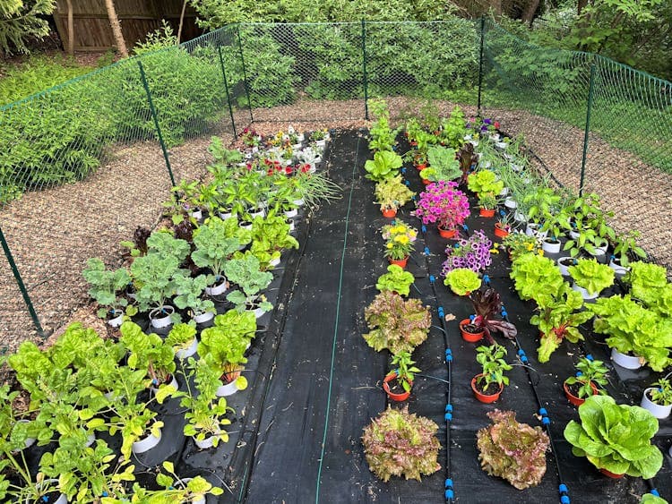 A mini garden planted with GardenEZ kit