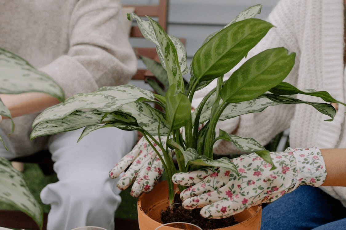 Learn practical tips for starting and maintaining a budget-friendly garden to grow your own food and save money effectively.