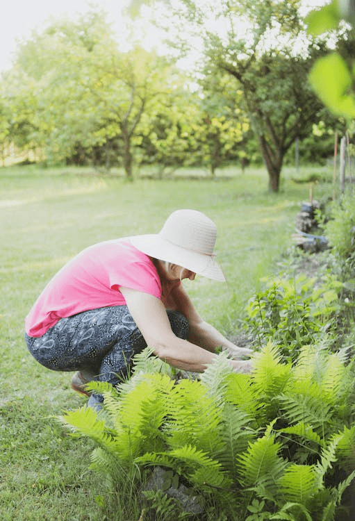 Watering techniques like drip irrigation systems ensure plant health while reducing the risk of disease. Here are more benefits of these systems.