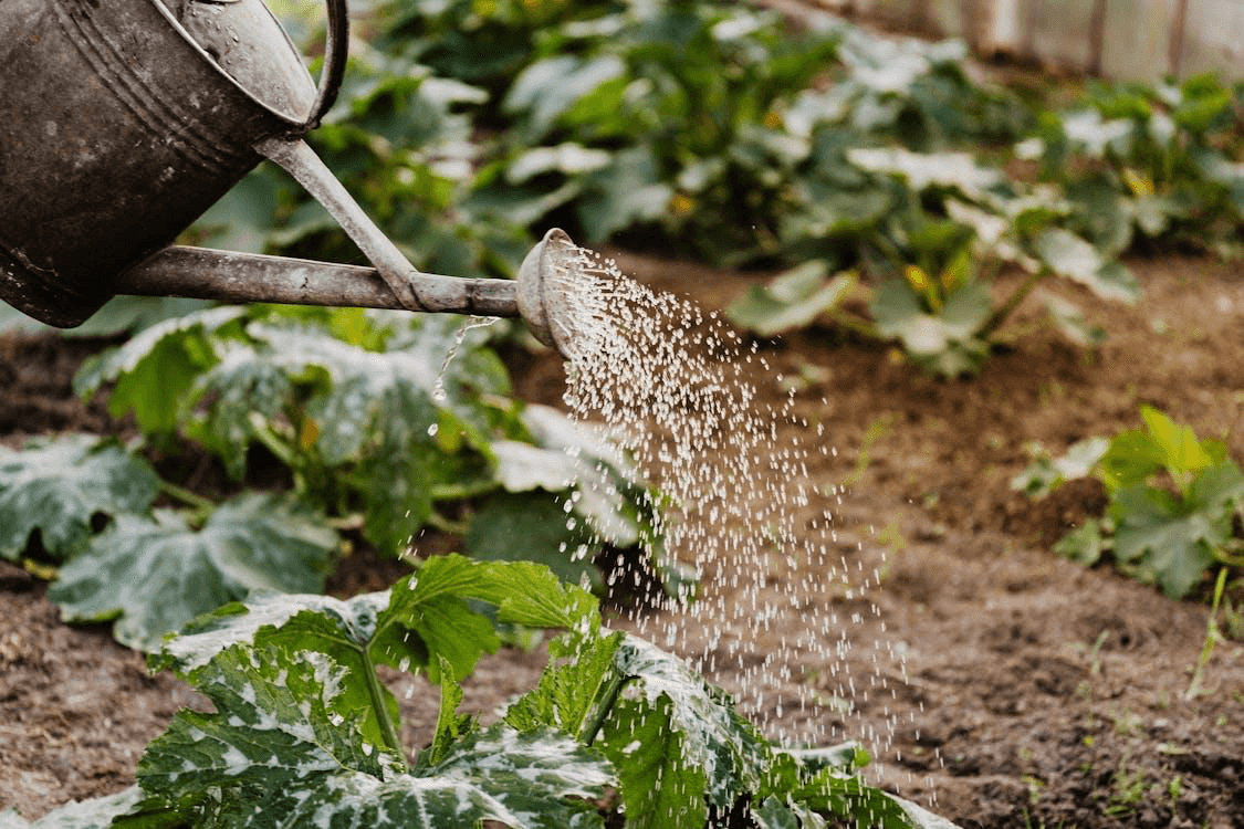 Discover the secrets to a beautiful, low-maintenance garden with our guide to effortless, maintenance-free gardening techniques. Perfect for busy lifestyles.